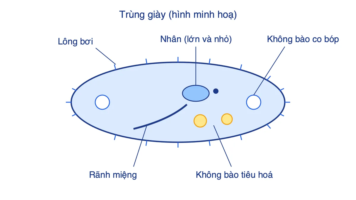Hình minh hoạ trùng giày với lông bơi, rãnh miệng, nhân và không bào