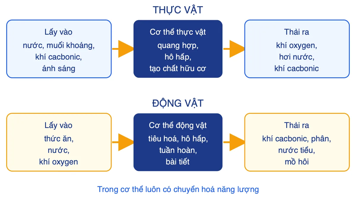 Sơ đồ khái quát trao đổi chất ở thực vật và động vật gồm ba khối: lấy vào, cơ thể, thải ra