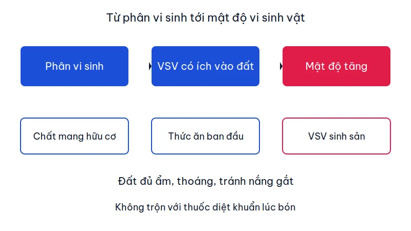 Sơ đồ ba bước: phân vi sinh đưa vi sinh vật có ích vào đất rồi mật độ tăng nhờ chất mang hữu cơ