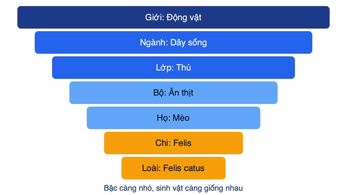 Sơ đồ bảy bậc phân loại sinh vật từ giới đến loài, lấy ví dụ mèo nhà