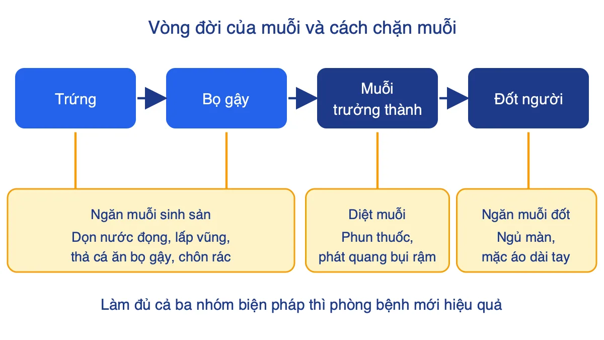 Sơ đồ vòng đời muỗi và các biện pháp phòng chống ở từng khâu
