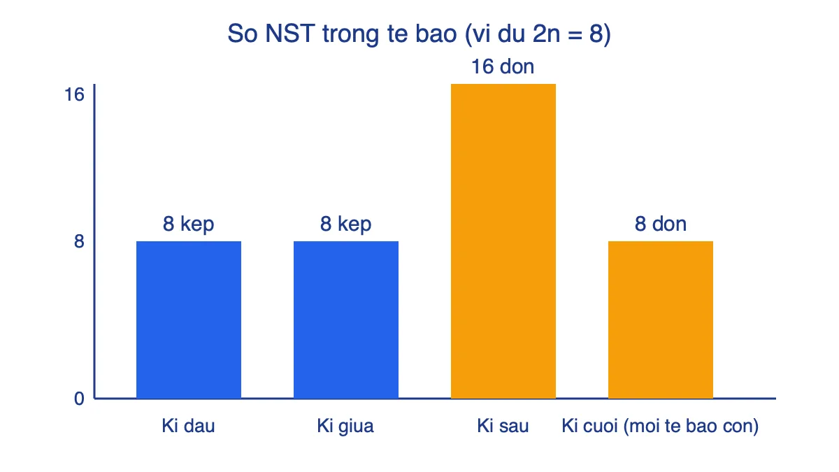 Biểu đồ cột số NST trong tế bào qua các kì nguyên phân với 2n = 8
