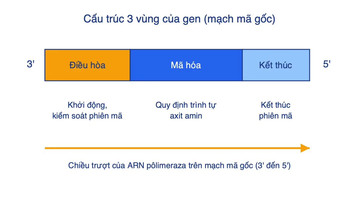 Sơ đồ ba vùng của gen cấu trúc: vùng điều hòa, vùng mã hóa, vùng kết thúc trên mạch mã gốc từ 3' đến 5'